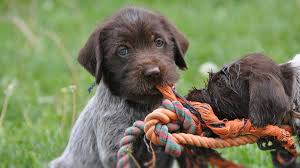 What You Should Know About the Wirehaired Griffons at Montana